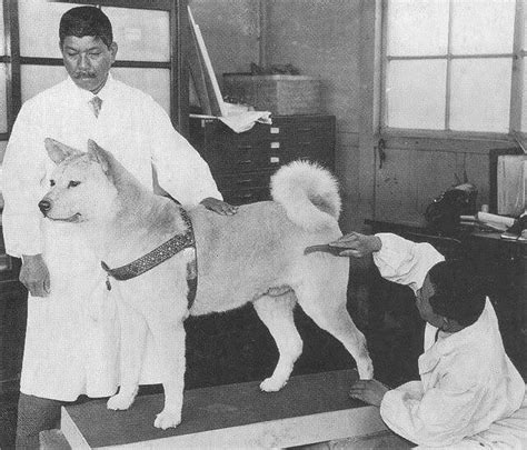 hachi true story.